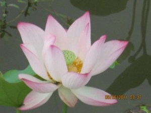 Hong Kong Wetland Park