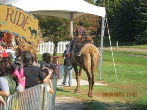 Camel Ride