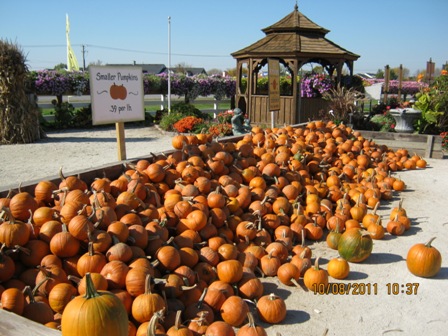 Large Pumpkins
